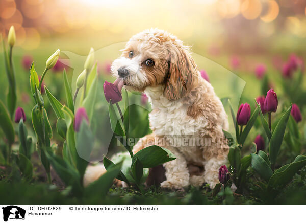 Havaneser / Havanese / DH-02829