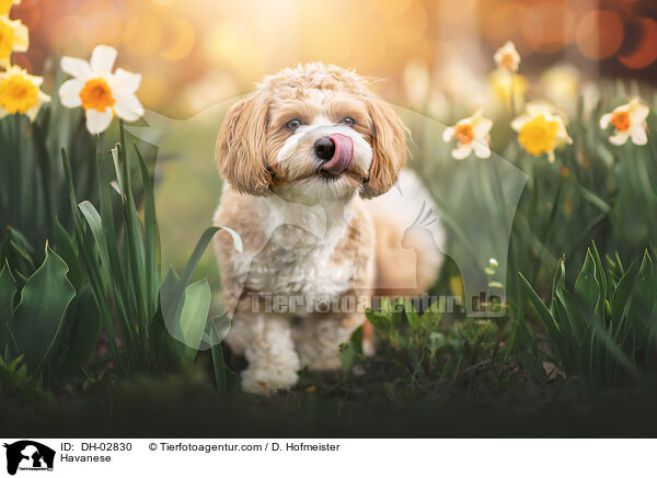 Havaneser / Havanese / DH-02830