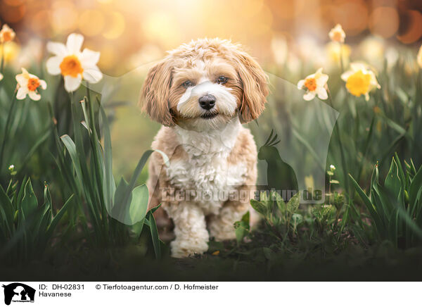 Havaneser / Havanese / DH-02831