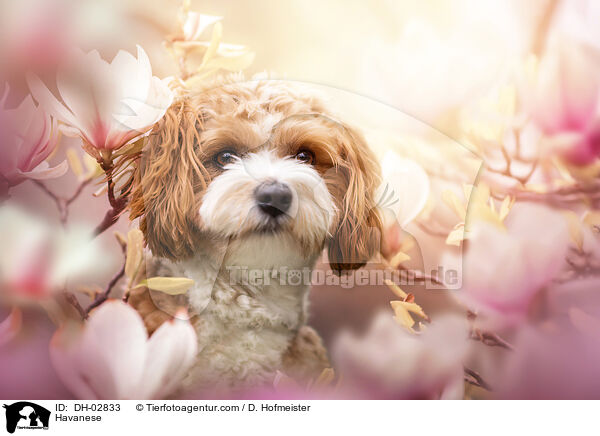 Havaneser / Havanese / DH-02833