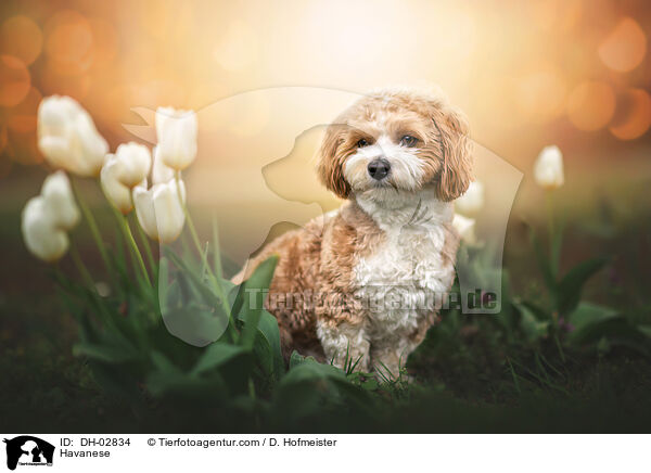 Havaneser / Havanese / DH-02834