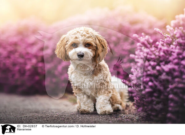 Havaneser / Havanese / DH-02837