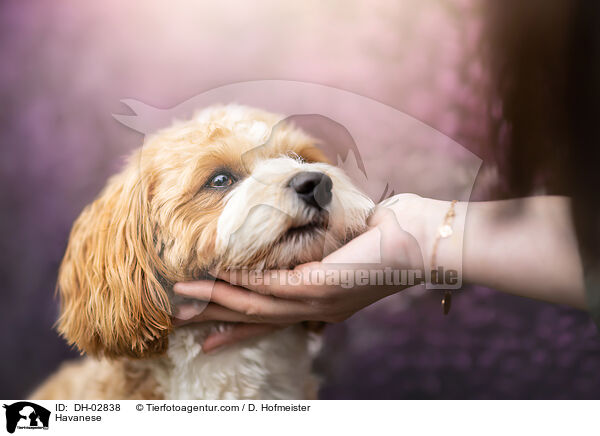 Havaneser / Havanese / DH-02838