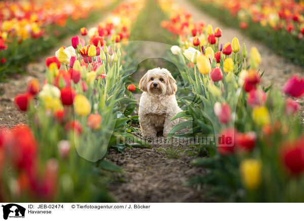 Havaneser / Havanese / JEB-02474