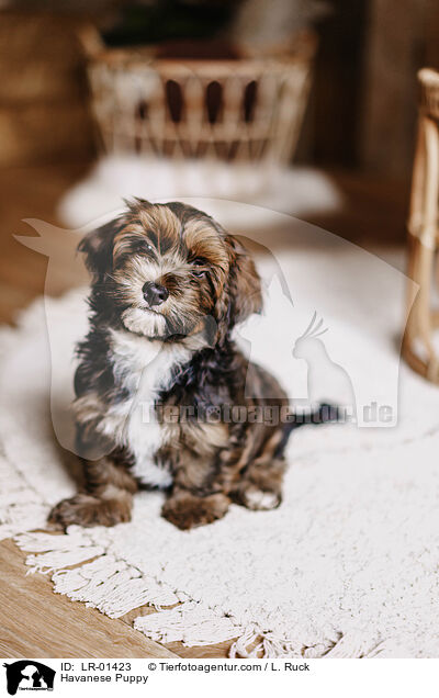 Havaneser Welpe / Havanese Puppy / LR-01423