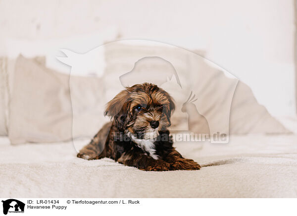 Havaneser Welpe / Havanese Puppy / LR-01434