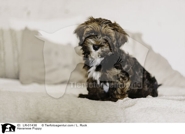 Havanese Puppy / LR-01436