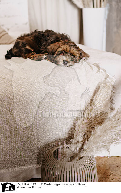Havanese Puppy / LR-01437