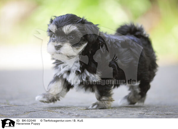 Havanese Puppy / BK-02048