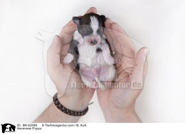 Havaneser Welpe / Havanese Puppy / BK-02066