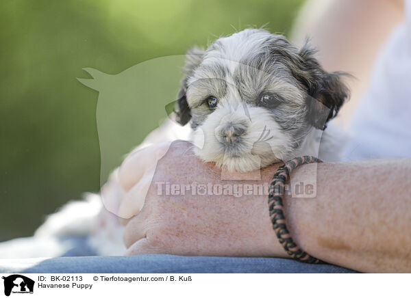 Havaneser Welpe / Havanese Puppy / BK-02113