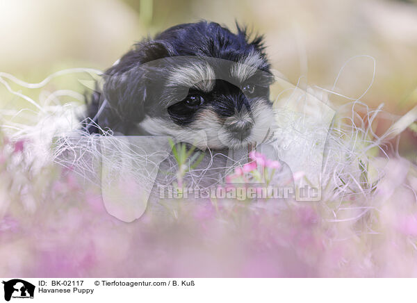Havanese Puppy / BK-02117