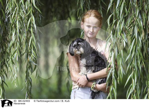 Havaneser / Havanese / BK-02493