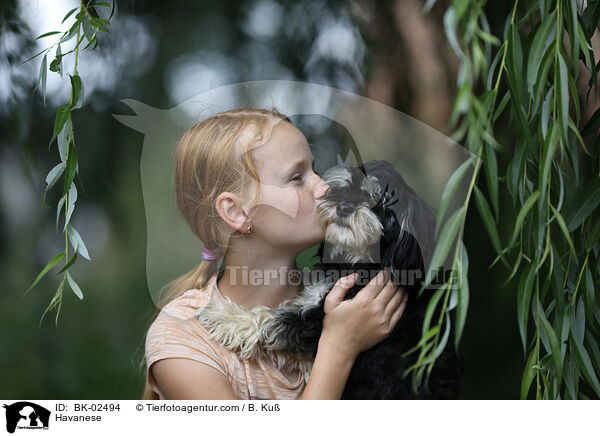 Havaneser / Havanese / BK-02494