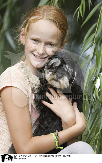 Havaneser / Havanese / BK-02498
