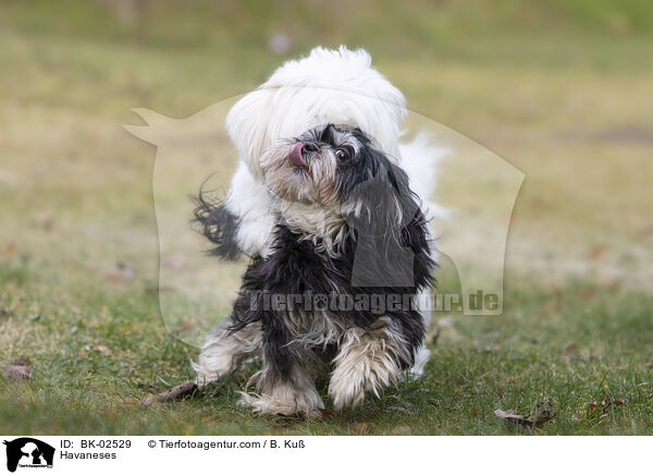 Havaneses / BK-02529