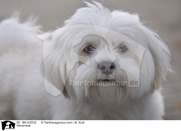 Havaneser / Havanese / BK-02535