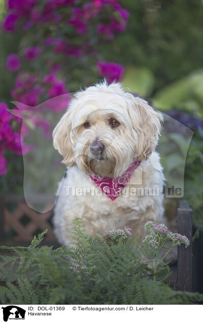 Havanese / DOL-01369