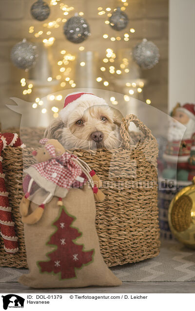Havanese / DOL-01379