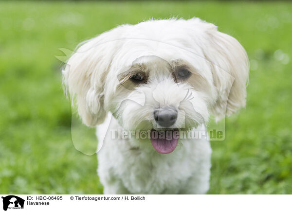 Havanese / HBO-06495