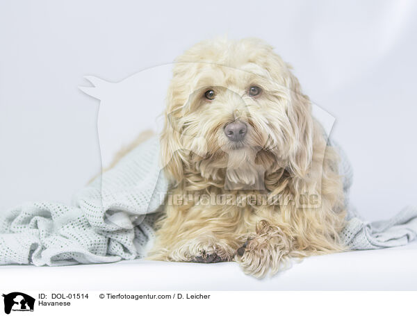 Havaneser / Havanese / DOL-01514