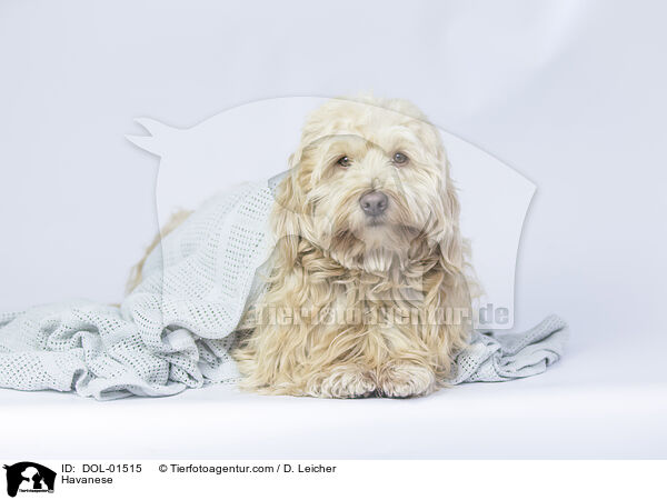 Havaneser / Havanese / DOL-01515