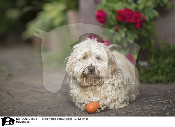 Havaneser / Havanese / DOL-01535