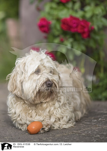 Havaneser / Havanese / DOL-01536