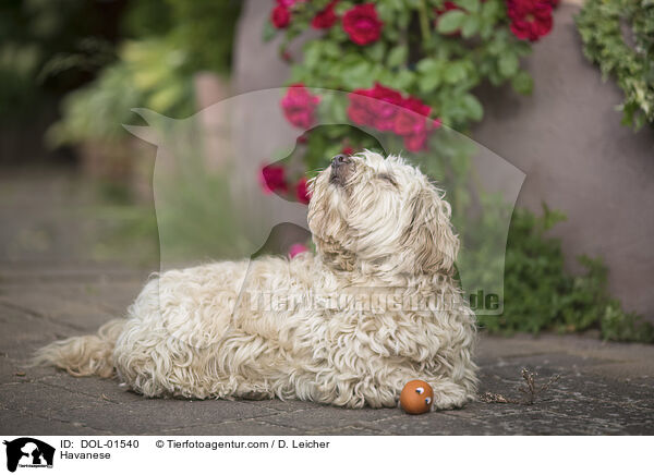 Havaneser / Havanese / DOL-01540