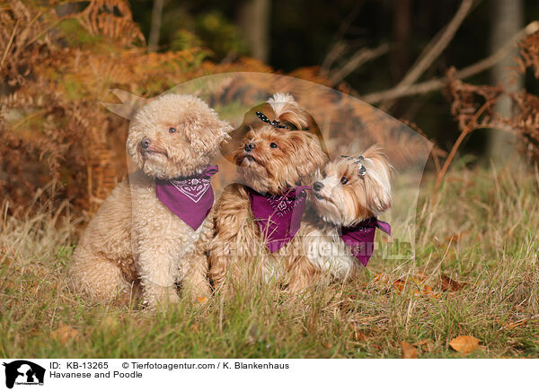 Havanese and Poodle / KB-13265