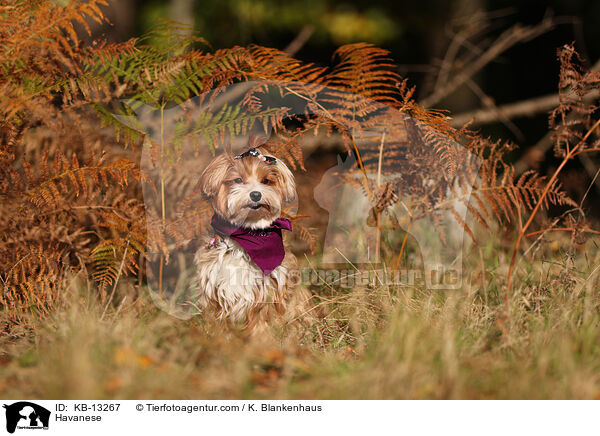 Havaneser / Havanese / KB-13267