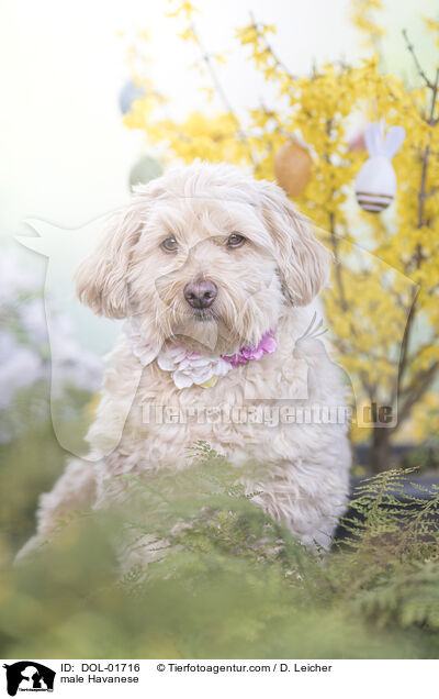 male Havanese / DOL-01716