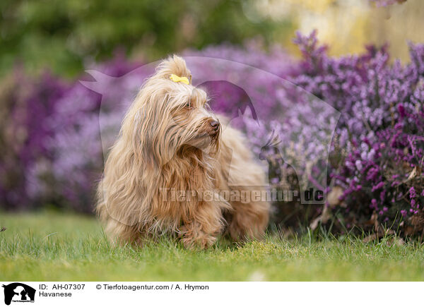 Havaneser / Havanese / AH-07307