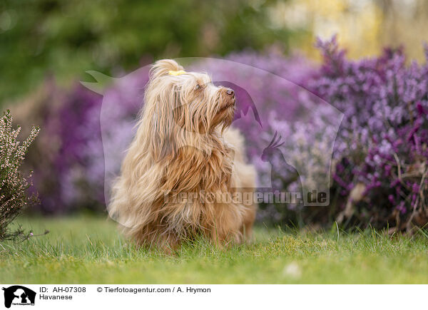 Havaneser / Havanese / AH-07308