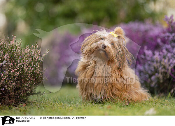 Havaneser / Havanese / AH-07312