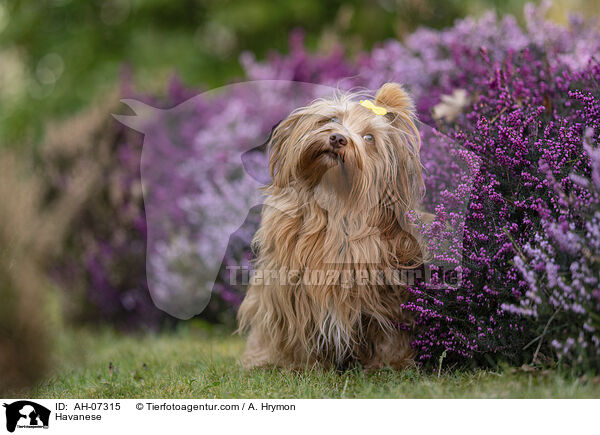 Havaneser / Havanese / AH-07315