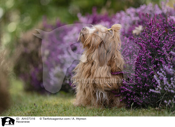 Havaneser / Havanese / AH-07316