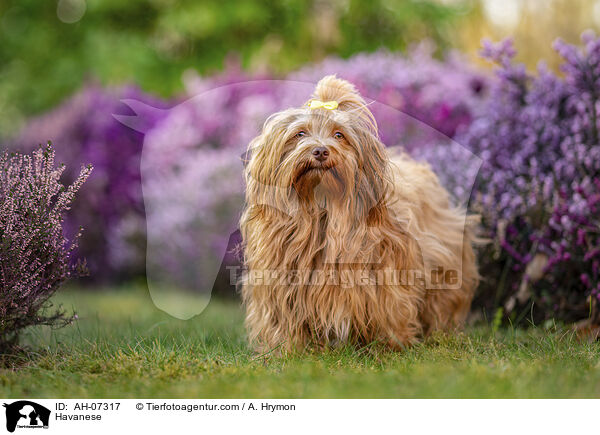 Havaneser / Havanese / AH-07317