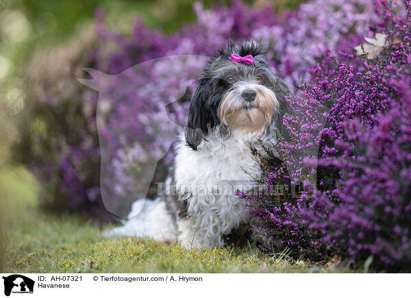 Havaneser / Havanese / AH-07321