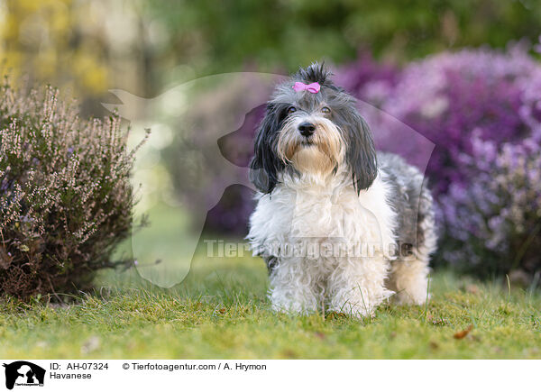 Havaneser / Havanese / AH-07324