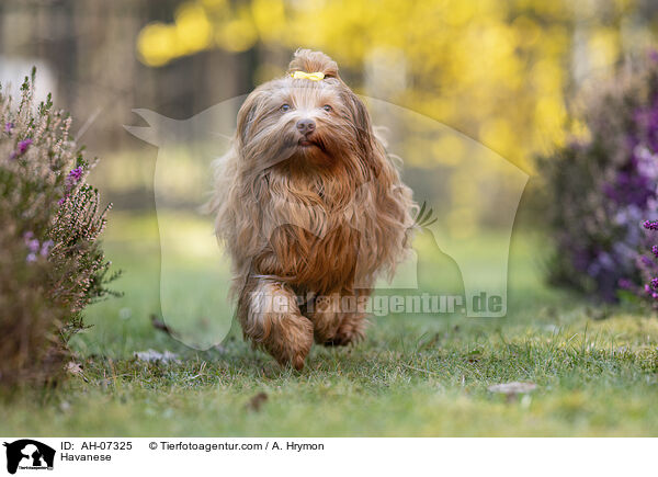 Havaneser / Havanese / AH-07325