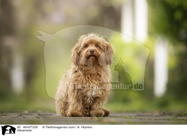 Havaneser / Havanese / AH-07328