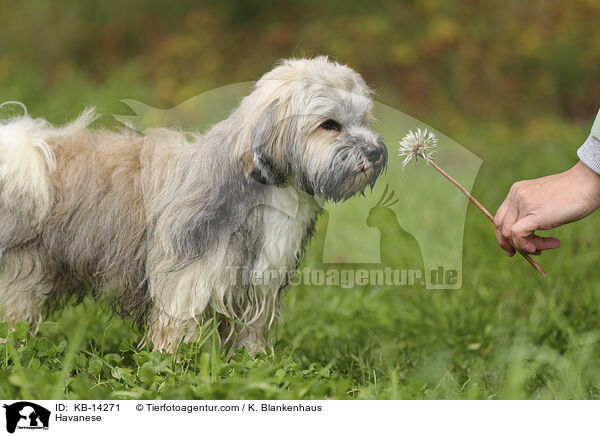 Havanese / KB-14271