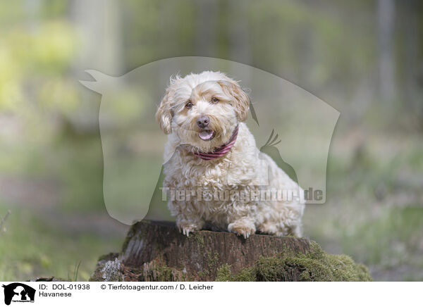 Havaneser / Havanese / DOL-01938