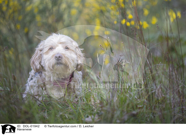 Havaneser / Havanese / DOL-01942