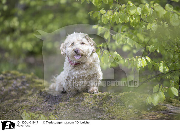 Havaneser / Havanese / DOL-01947