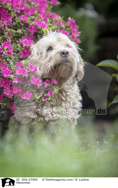 Havaneser / Havanese / DOL-01983