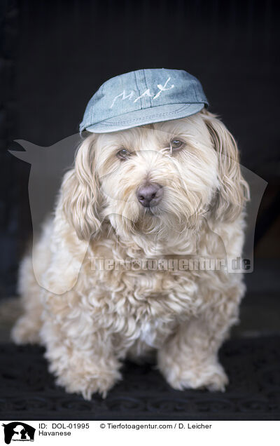 Havanese / DOL-01995