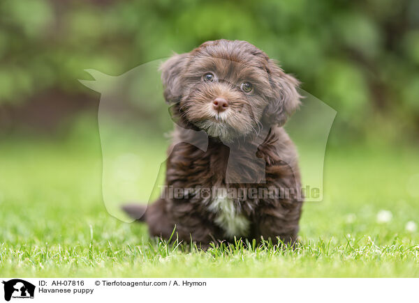 Havaneser Welpe / Havanese puppy / AH-07816