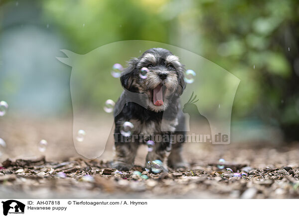 Havaneser Welpe / Havanese puppy / AH-07818